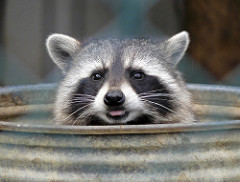 Raccoon visiting